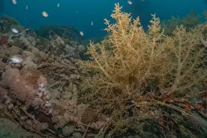 Red Sea Egypt Prints: Coral reef and water plants in the Red Sea, Eilat Israel