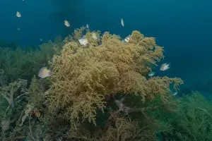 Red Sea Egypt Prints: Coral reef and water plants in the Red Sea, Eilat Israel