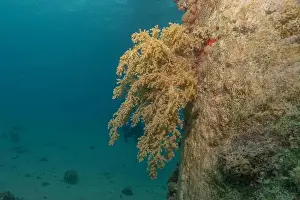 Red Sea Egypt Prints: Coral reef and water plants in the Red Sea, Eilat Israel