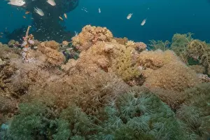 Red Sea Egypt Prints: Coral reef and water plants in the Red Sea, Eilat Israel