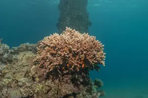 Red Sea Egypt Prints: Coral reef and water plants in the Red Sea, Eilat Israel