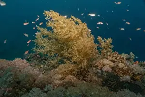 Reefs Prints: Coral reef and water plants in the Red Sea, Eilat Israel