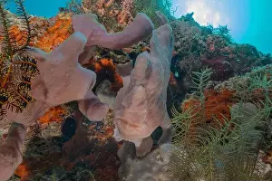 Coral reef and water plants in the Sea of the Philippines