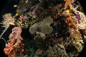 Coral reef and water plants in the Sea of the Philippines