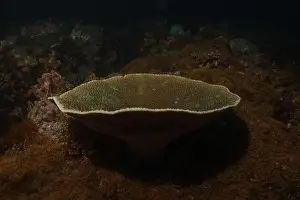 Reefs Prints: Coral reef and water plants in the Sea of the Philippines