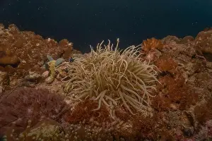 Reefs Prints: Coral reef and water plants in the Sea of the Philippines