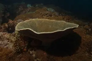 Reefs Prints: Coral reef and water plants in the Sea of the Philippines