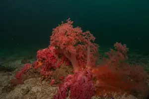 Reefs Prints: Coral reef and water plants in the Sea of the Philippines