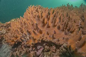 Reefs Prints: Coral reef and water plants in the Sea of the Philippines