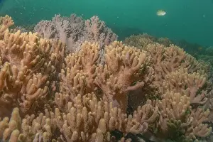 Reefs Prints: Coral reef and water plants in the Sea of the Philippines