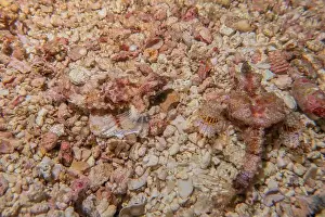 Reefs Prints: Coral reef and water plants in the Sea of the Philippines