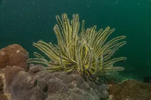 Reefs Prints: Coral reef and water plants in the Sea of the Philippines