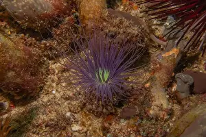 Reefs Prints: Coral reef and water plants in the Sea of the Philippines