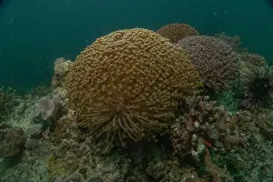 Reefs Prints: Coral reef and water plants in the Sea of the Philippines