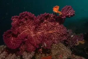 Reefs Prints: Coral reef and water plants in the Sea of the Philippines