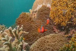 Reefs Prints: Coral reef and water plants in the Sea of the Philippines