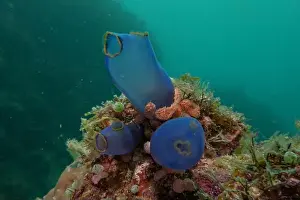 Reefs Prints: Coral reef and water plants in the Sea of the Philippines