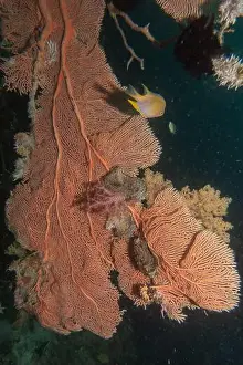 Reefs Prints: Coral reef and water plants in the Sea of the Philippines