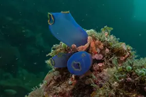 Reefs Prints: Coral reef and water plants in the Sea of the Philippines