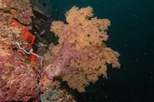 Reefs Prints: Coral reef and water plants in the Sea of the Philippines