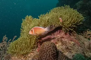 Reefs Prints: Coral reef and water plants in the Sea of the Philippines