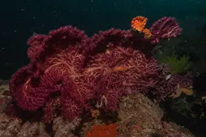 Reefs Prints: Coral reef and water plants in the Sea of the Philippines