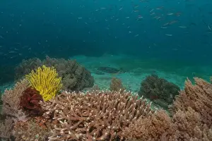 Reefs Prints: Coral reef and water plants in the Sea of the Philippines