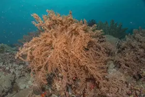 Reefs Prints: Coral reef and water plants in the Sea of the Philippines