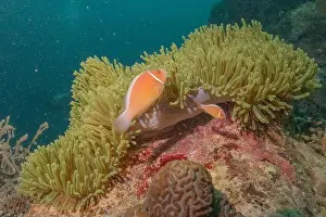 Reefs Prints: Coral reef and water plants in the Sea of the Philippines