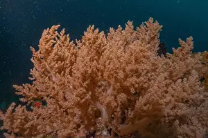 Reefs Prints: Coral reef and water plants in the Sea of the Philippines