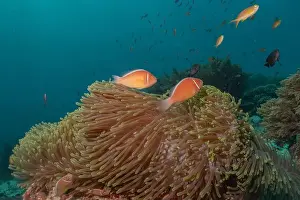 Reefs Prints: Coral reef and water plants in the Sea of the Philippines