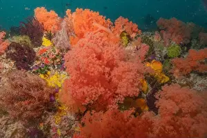 Coral reef and water plants in the Sea of the Philippines