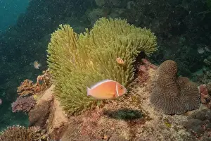 Reefs Prints: Coral reef and water plants in the Sea of the Philippines