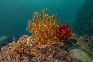 Reefs Prints: Coral reef and water plants in the Sea of the Philippines