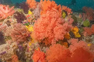 Coral reef and water plants in the Sea of the Philippines