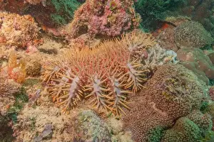 Reefs Prints: Coral reef and water plants in the Sea of the Philippines