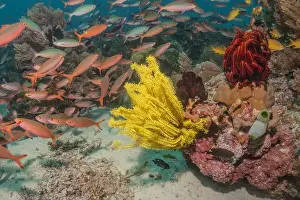 Reefs Prints: Coral reef and water plants in the Sea of the Philippines