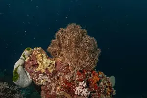 Reefs Prints: Coral reef and water plants in the Sea of the Philippines