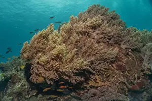 Reefs Prints: Coral reef and water plants in the Sea of the Philippines
