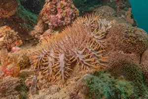 Reefs Prints: Coral reef and water plants in the Sea of the Philippines