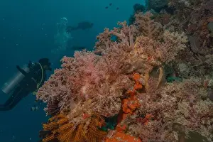 Reefs Prints: Coral reef and water plants in the Sea of the Philippines