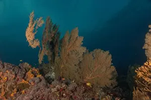 The Trip Prints: Coral reef and water plants at the Tubbataha Reefs, Philippines