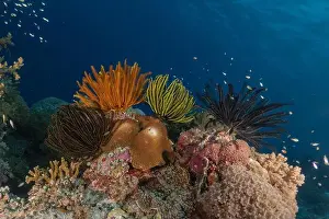 The Trip Prints: Coral reef and water plants at the Tubbataha Reefs, Philippines