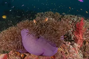 Coral reef and water plants at the Tubbataha Reefs, Philippines