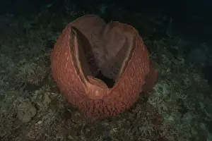 Coral reef and water plants at the Tubbataha Reefs, Philippines