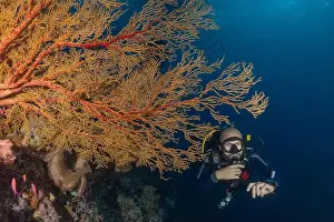 The Trip Prints: Coral reef and water plants at the Tubbataha Reefs, Philippines