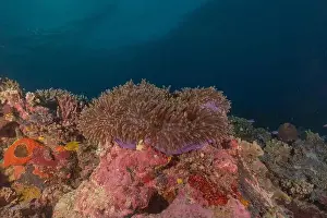 The Trip Prints: Coral reef and water plants at the Tubbataha Reefs, Philippines