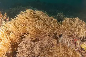 The Trip Prints: Coral reef and water plants at the Tubbataha Reefs, Philippines