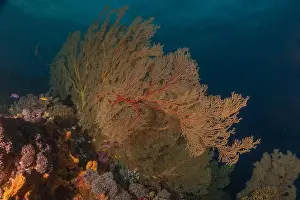 The Trip Prints: Coral reef and water plants at the Tubbataha Reefs, Philippines