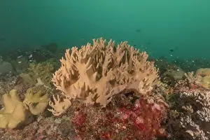 Coral reef and water plants at the Tubbataha Reefs, Philippines